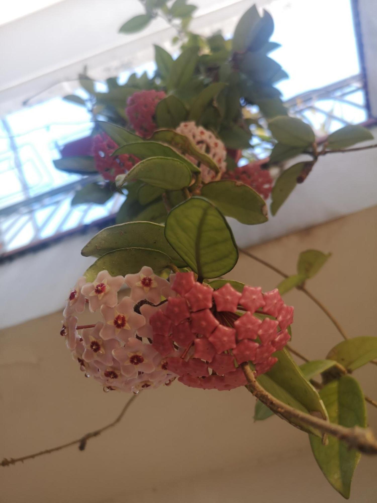 דירות Cellole Casa Carmela מראה חיצוני תמונה